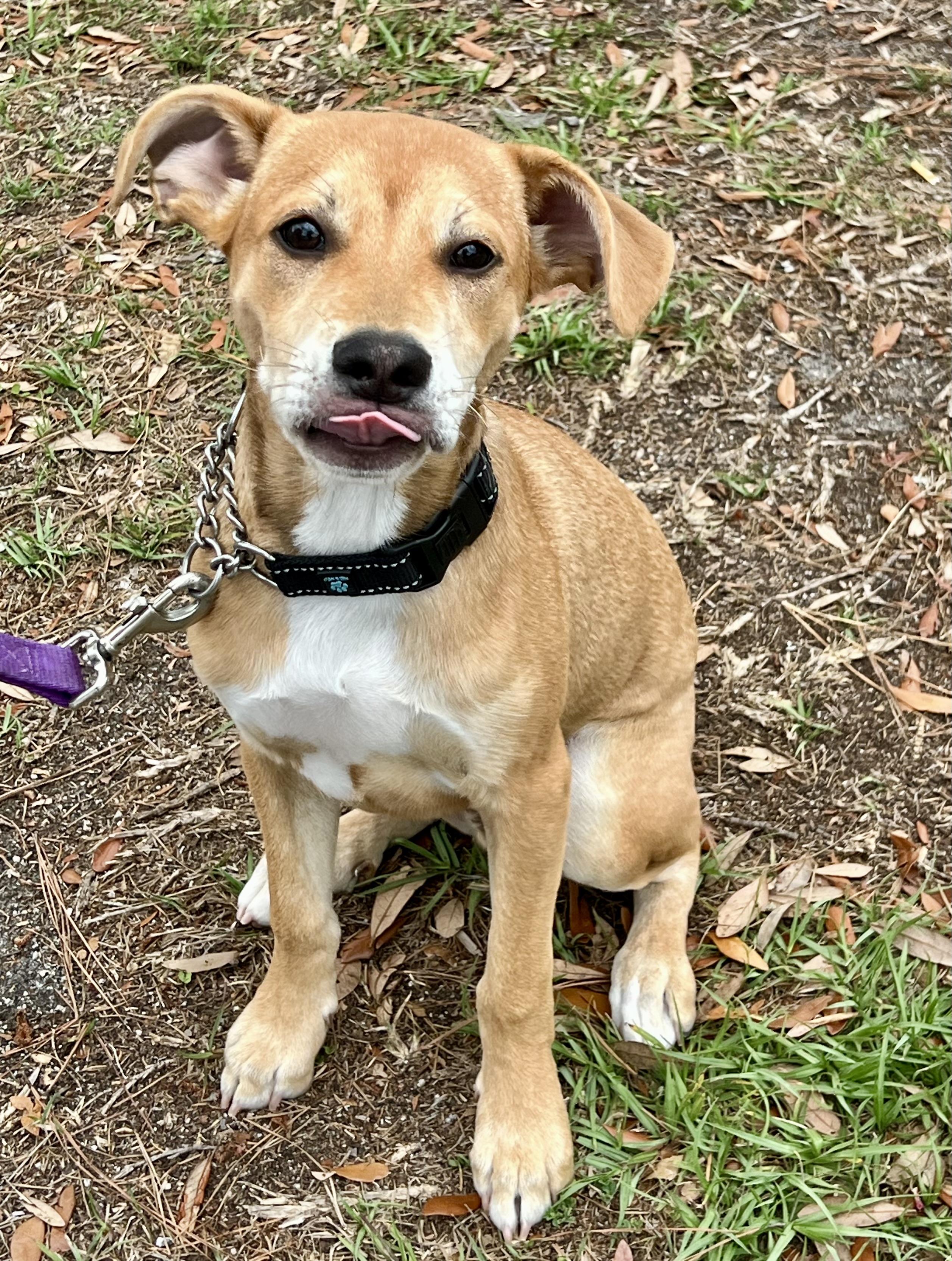 Enlarge Leo, an adoptable mixed breed in Mt Pleasant, SC image 5/6