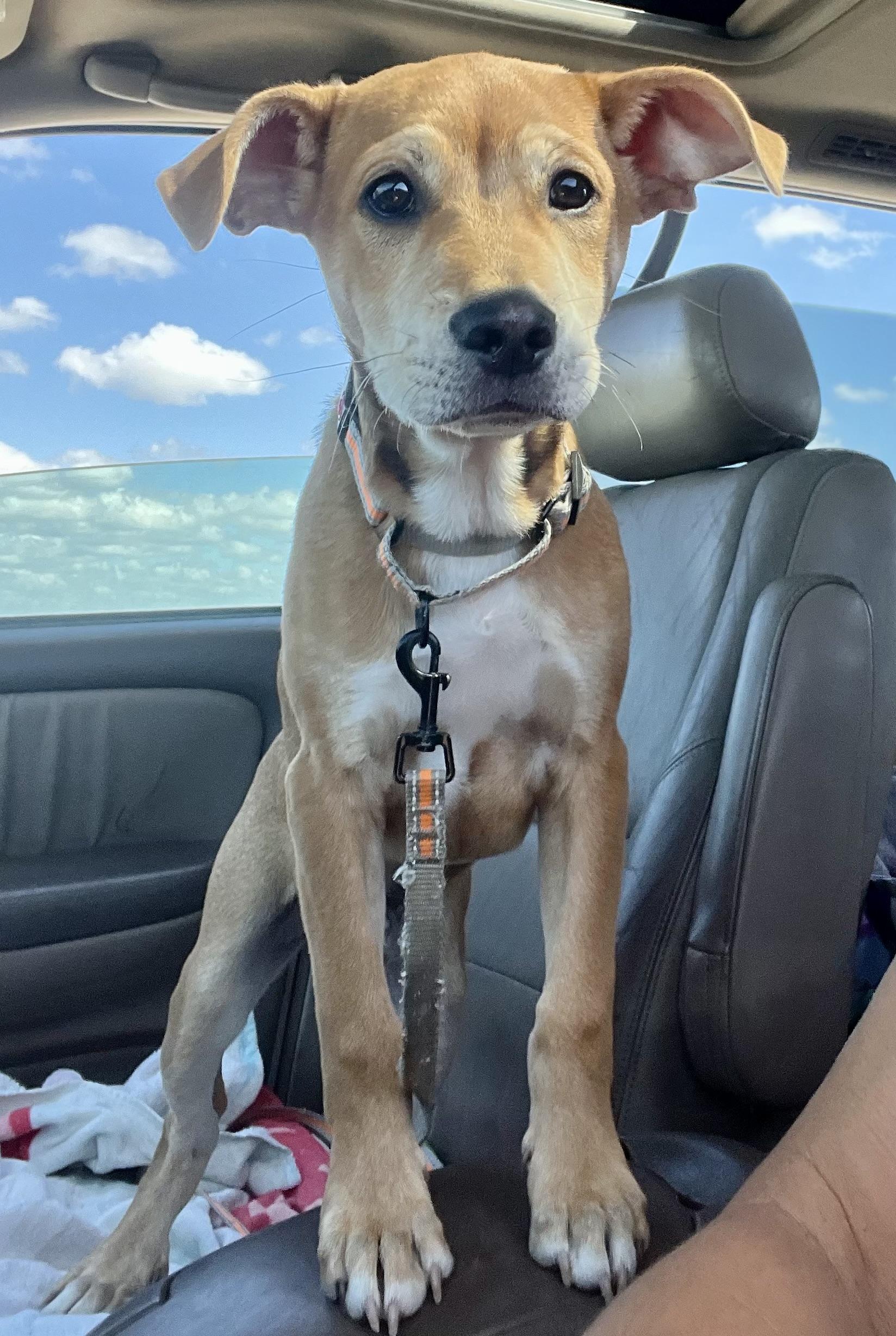 Enlarge Leo, an adoptable mixed breed in Mt Pleasant, SC image 4/6