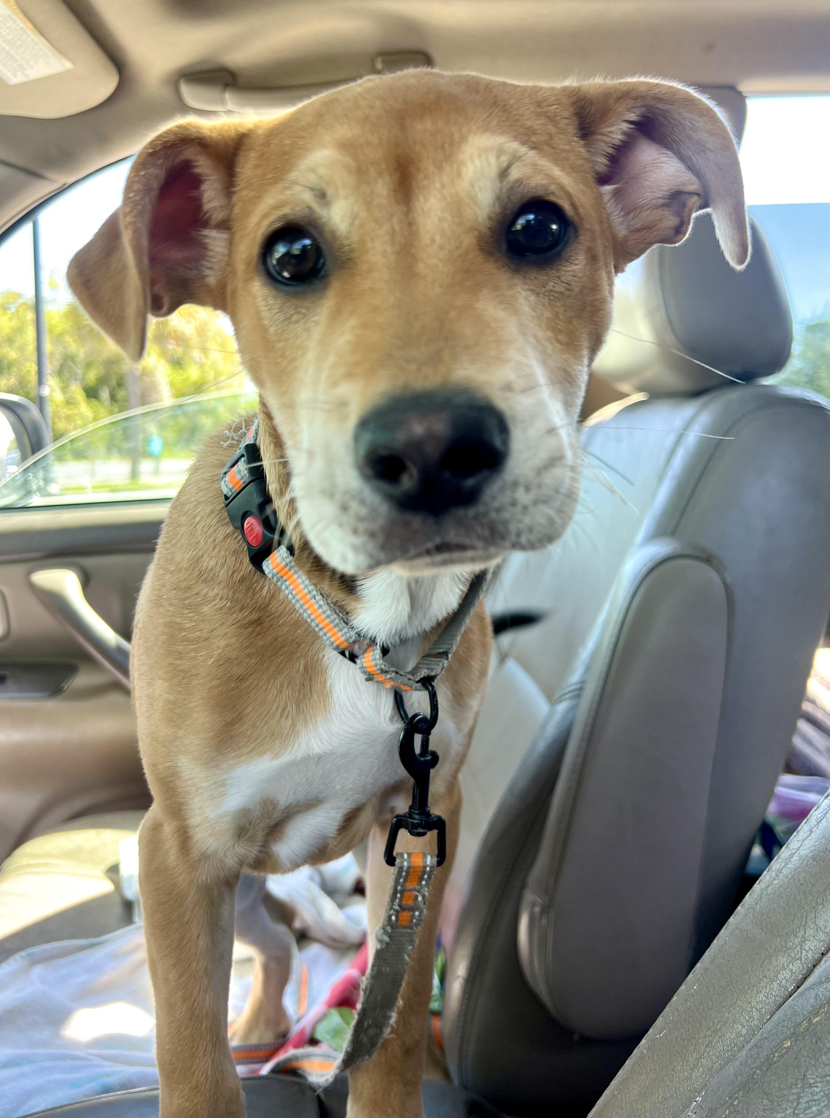 Enlarge Leo, an adoptable mixed breed in Mt Pleasant, SC image 6/6