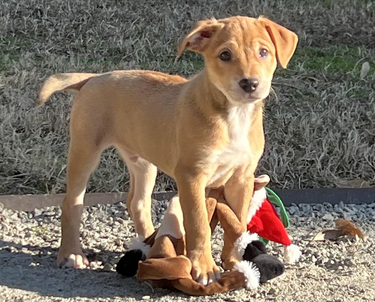 Enlarge Leo, an adoptable mixed breed in Mt Pleasant, SC image 2/5