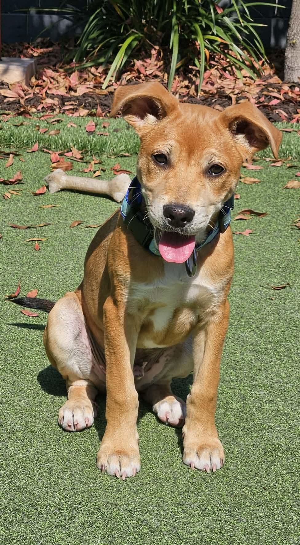 Enlarge Leo, an adoptable mixed breed in Mt Pleasant, SC image 4/6