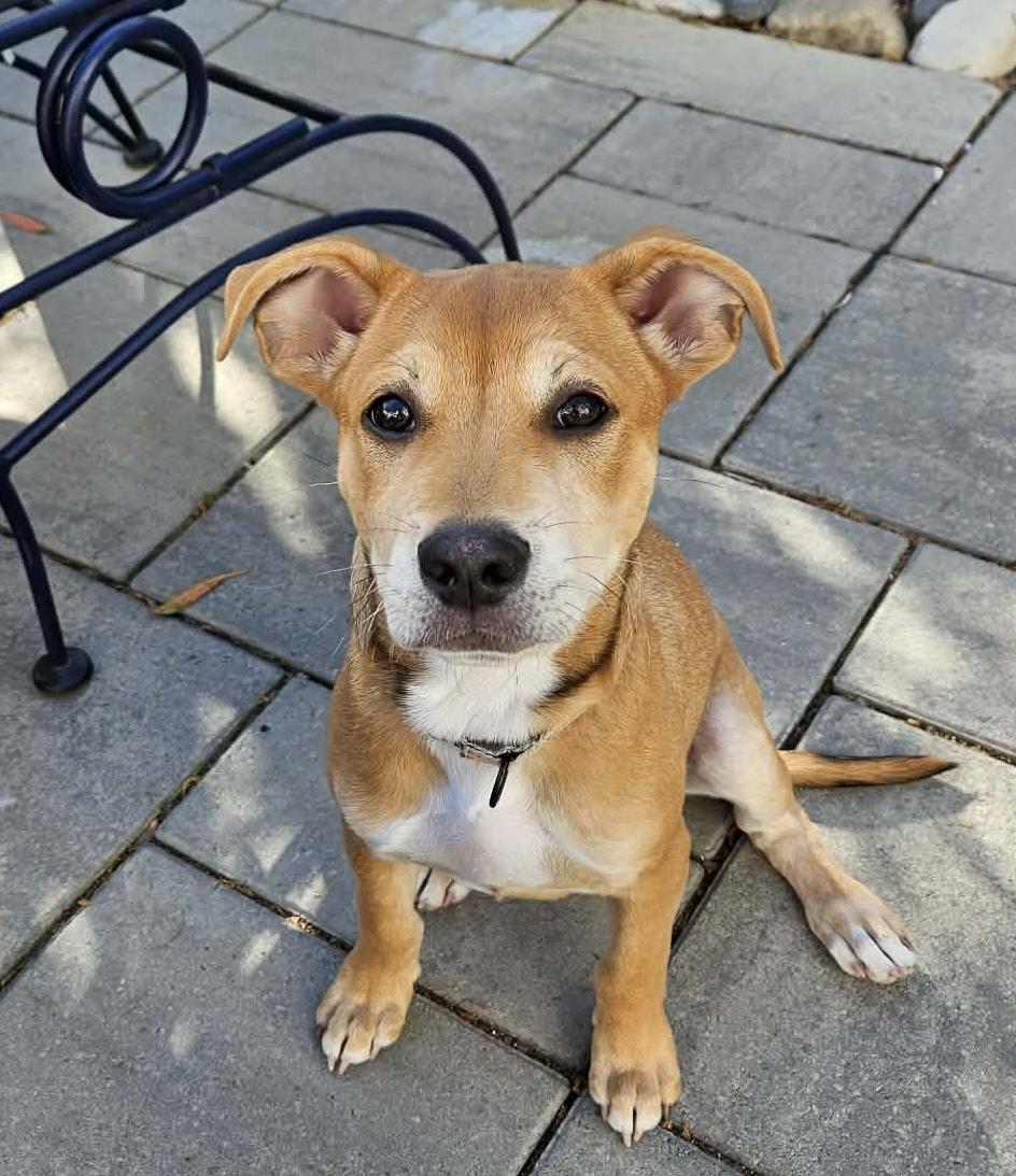 Leo, adoptable, Puppy Male Mixed Breed.