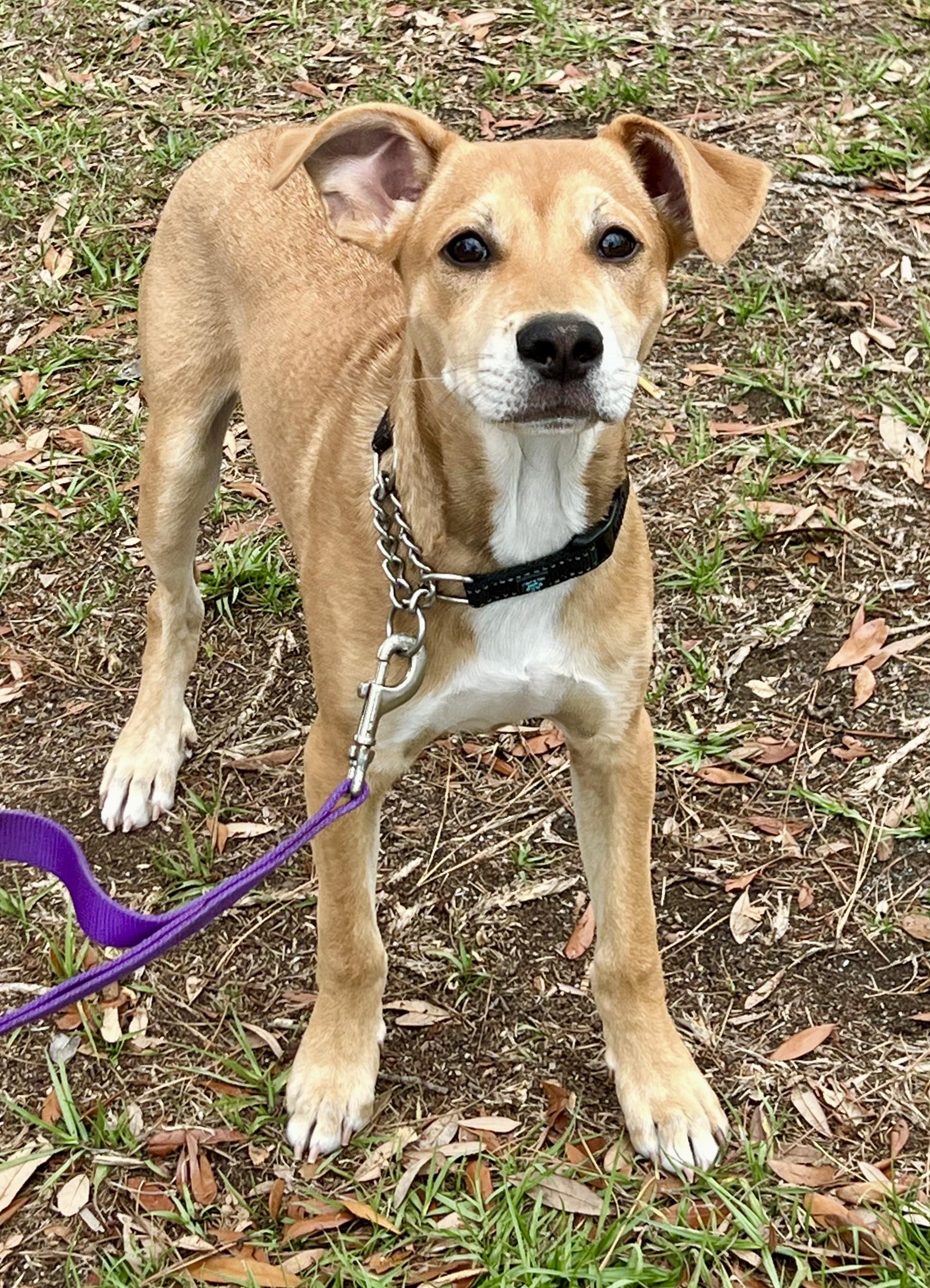 Enlarge Leo, an adoptable mixed breed in Mt Pleasant, SC image 4/6