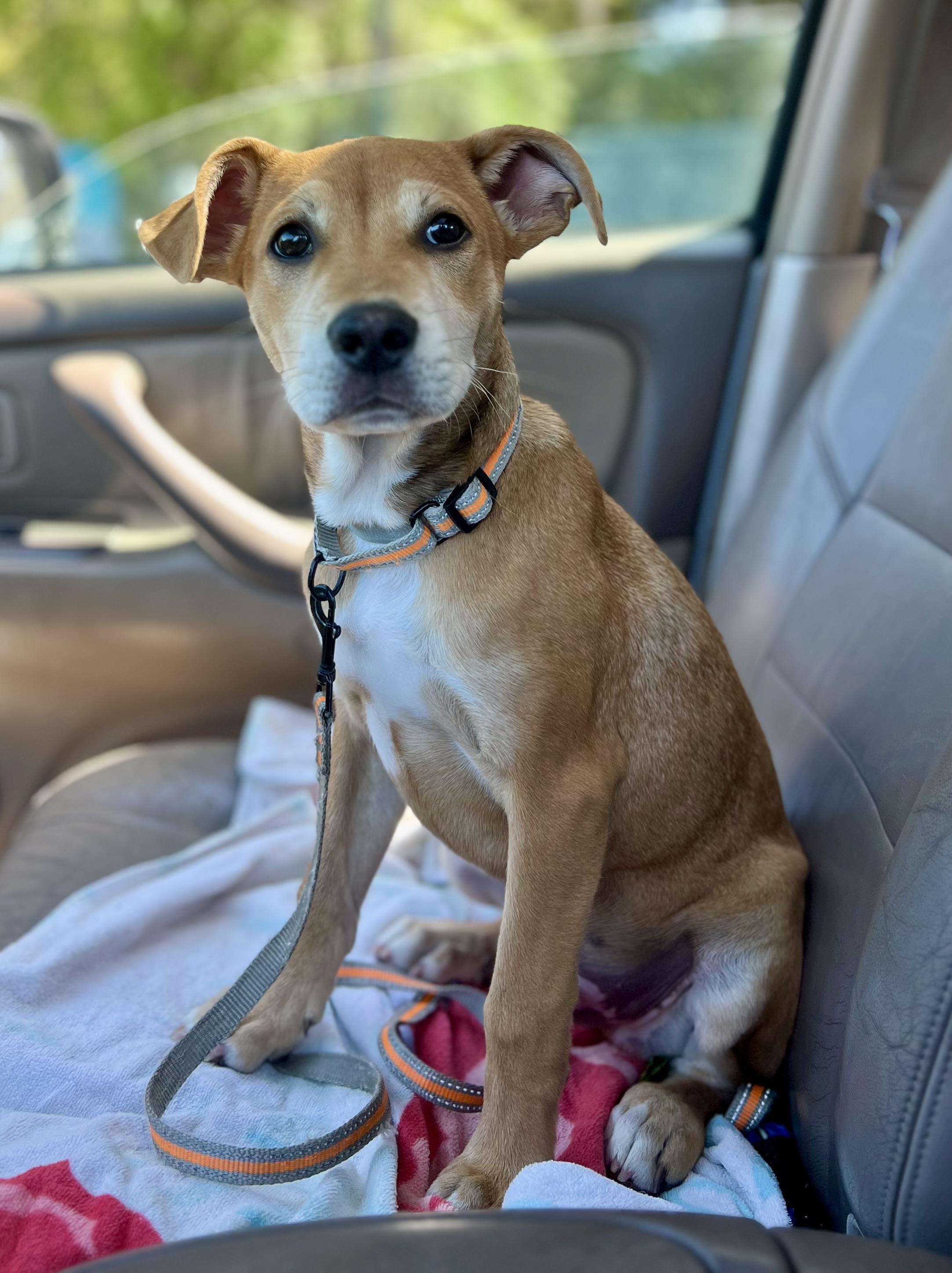 Leo, adoptable, Puppy Male Mixed Breed.