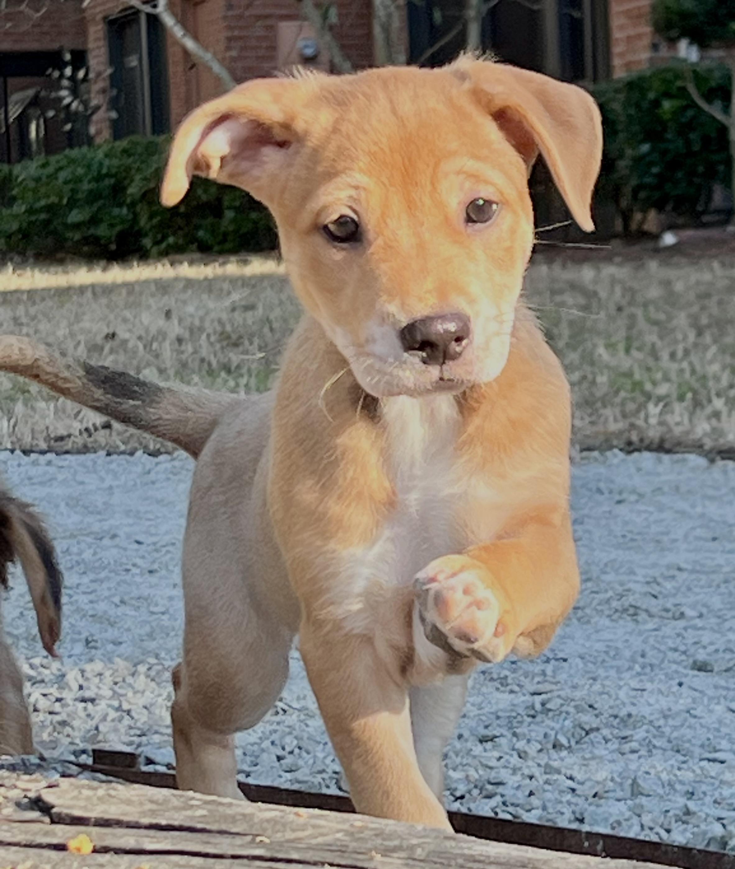 Enlarge Leo, an adoptable mixed breed in Mt Pleasant, SC image 1/5
