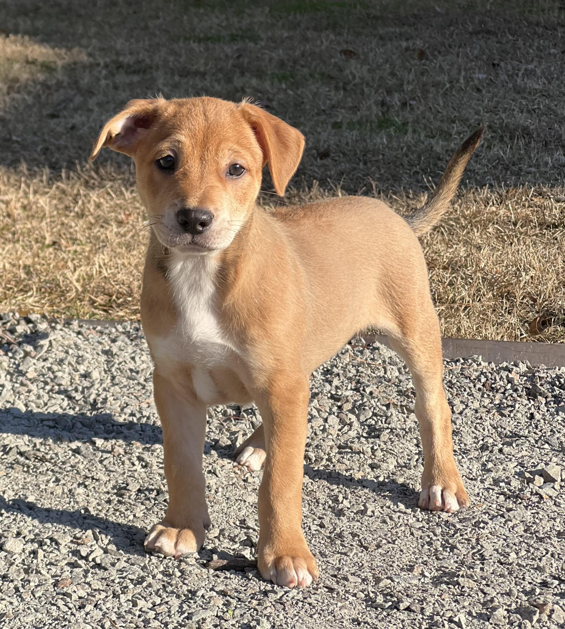 Enlarge Leo, an adoptable mixed breed in Mt Pleasant, SC image 4/5