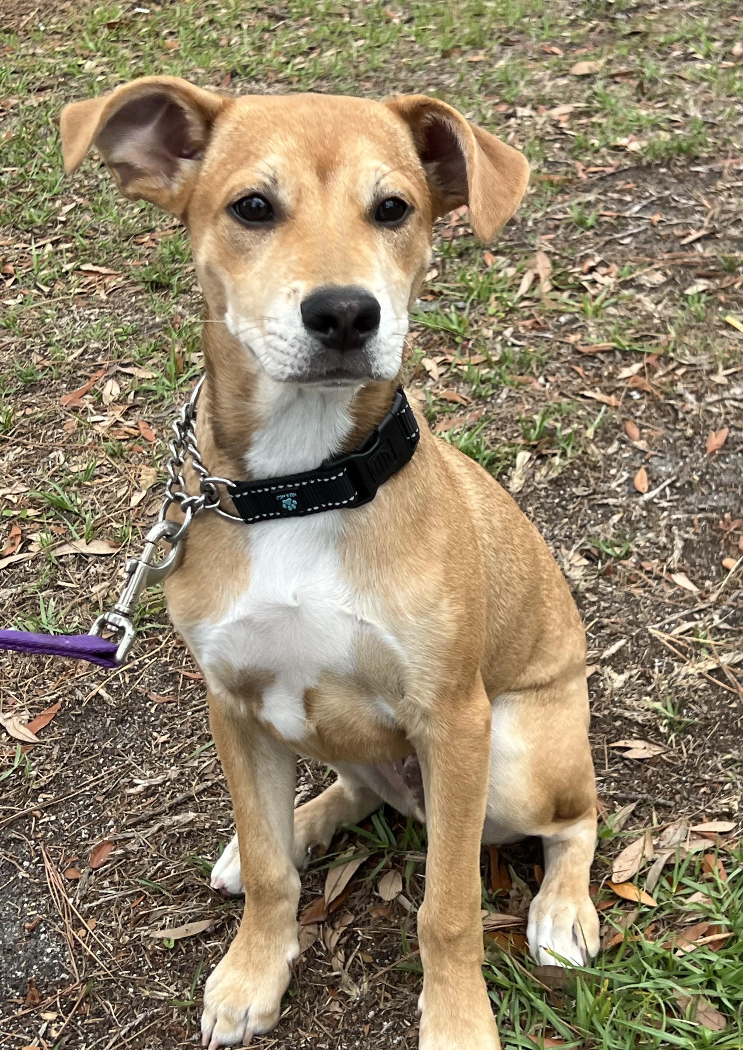 Enlarge Leo, an adoptable mixed breed in Mt Pleasant, SC image 2/6