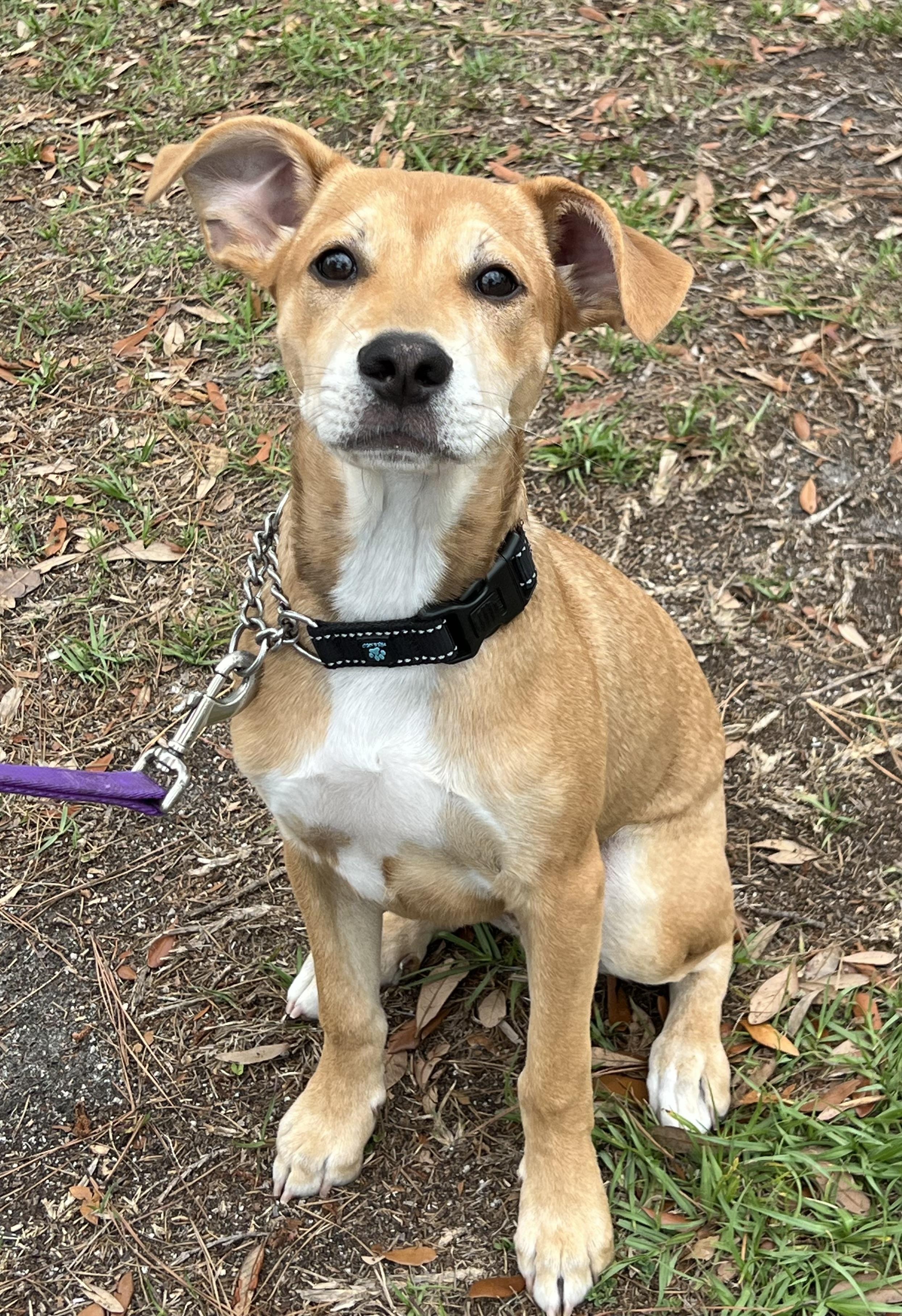 Leo, adoptable, Young Male Mixed Breed.