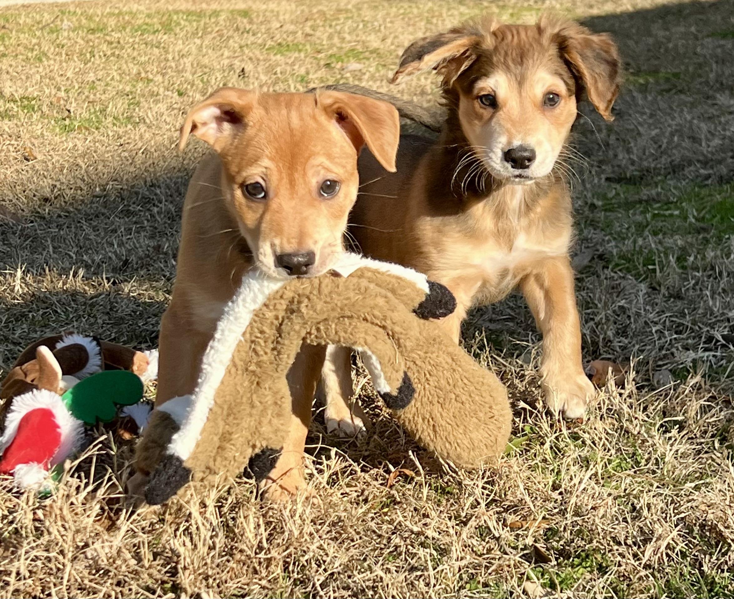 Enlarge Leo, an adoptable mixed breed in Mt Pleasant, SC image 3/5