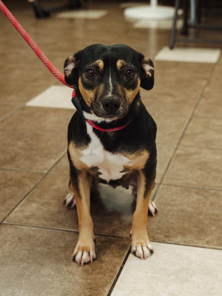 Enlarge Brownie, a Adoptable mixed breed in Mocksville, NC image 1/3