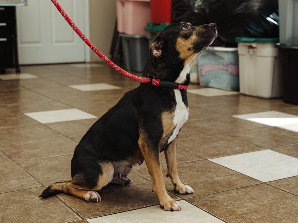 Enlarge Brownie, a Adoptable mixed breed in Mocksville, NC image 2/3
