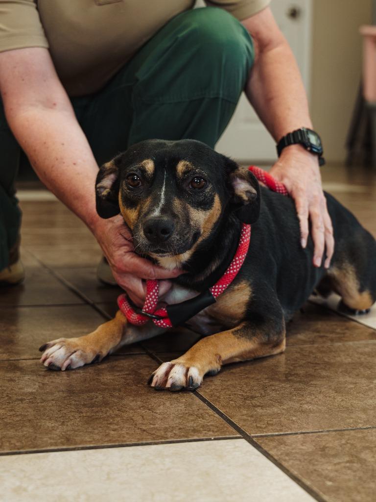 Enlarge Brownie, a Adoptable mixed breed in Mocksville, NC image 3/3