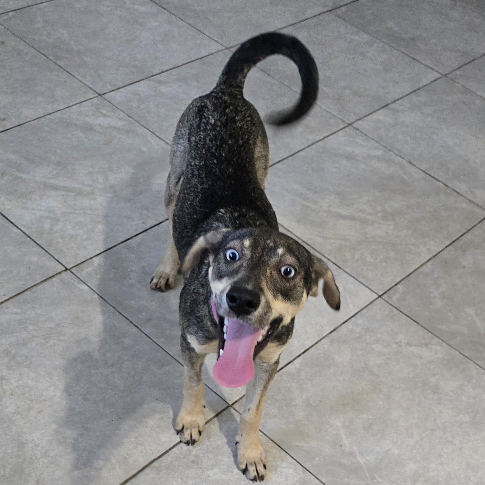 Azul, a Adoptable mixed breed in Albion, NY image 3/4