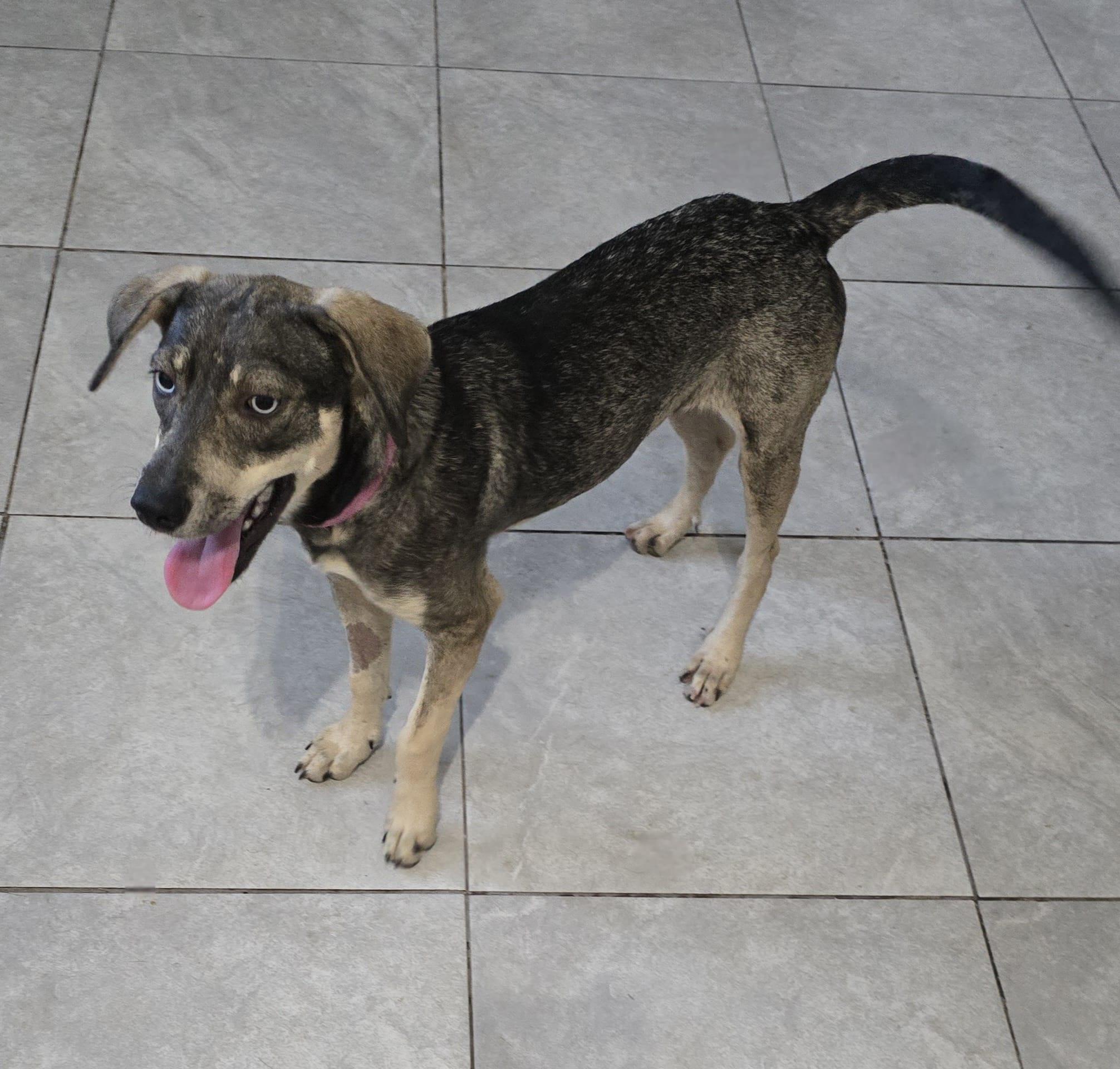 Azul, a Adoptable mixed breed in Albion, NY image 4/4