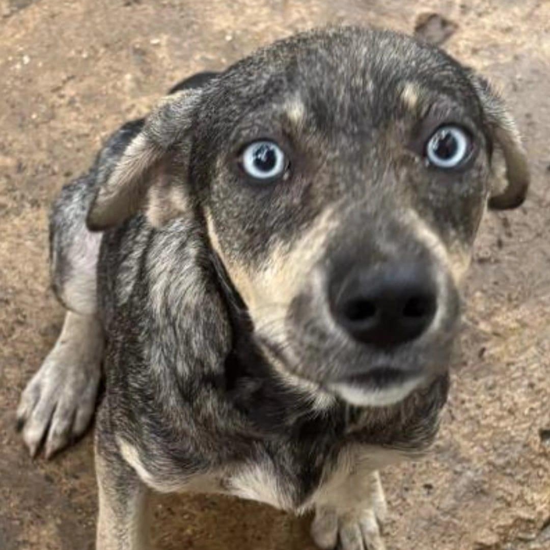 Azul, Adoptable, Adult Female Husky & Mixed Breed.