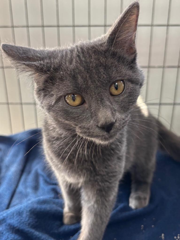 Opal, Adoptable, Kitten Male Domestic Medium Hair.