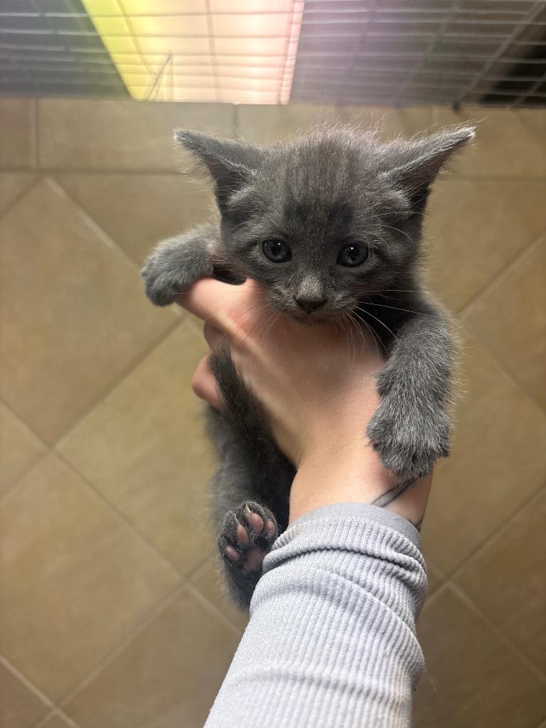 Opal, a Adoptable mixed breed in Midland, TX image 2/2