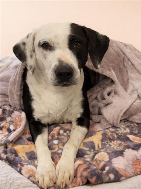 DOT, Adoptable, Adult Female Labrador Retriever & Beagle.