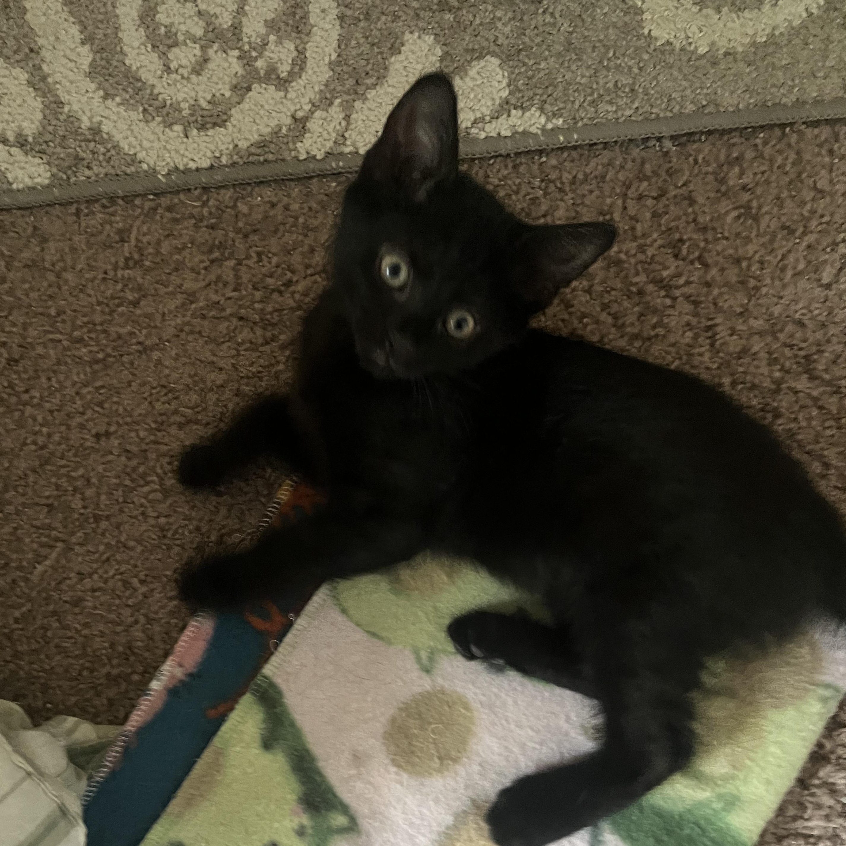 Baby Beann - Adopted 5-16-26, adopted, Kitten Female Domestic Short Hair.