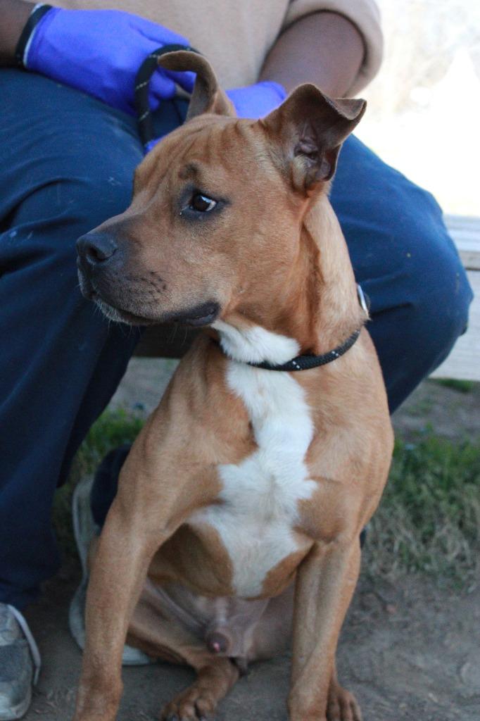 Enlarge Scrappy - Doo, a Adoptable mixed breed in Dyersburg, TN image 1/4