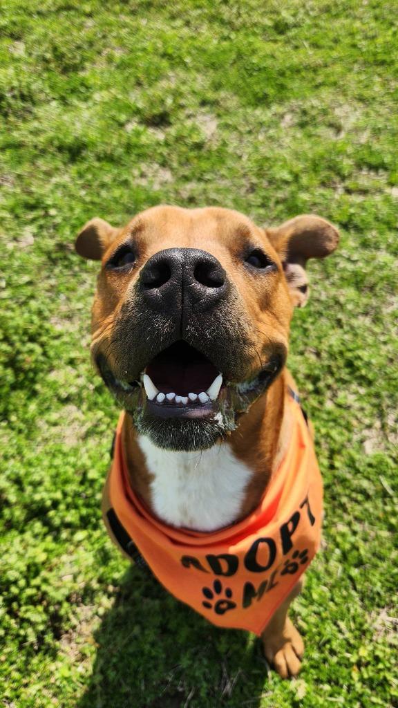 Enlarge Scrappy - Doo, a Adoptable mixed breed in Dyersburg, TN image 2/6