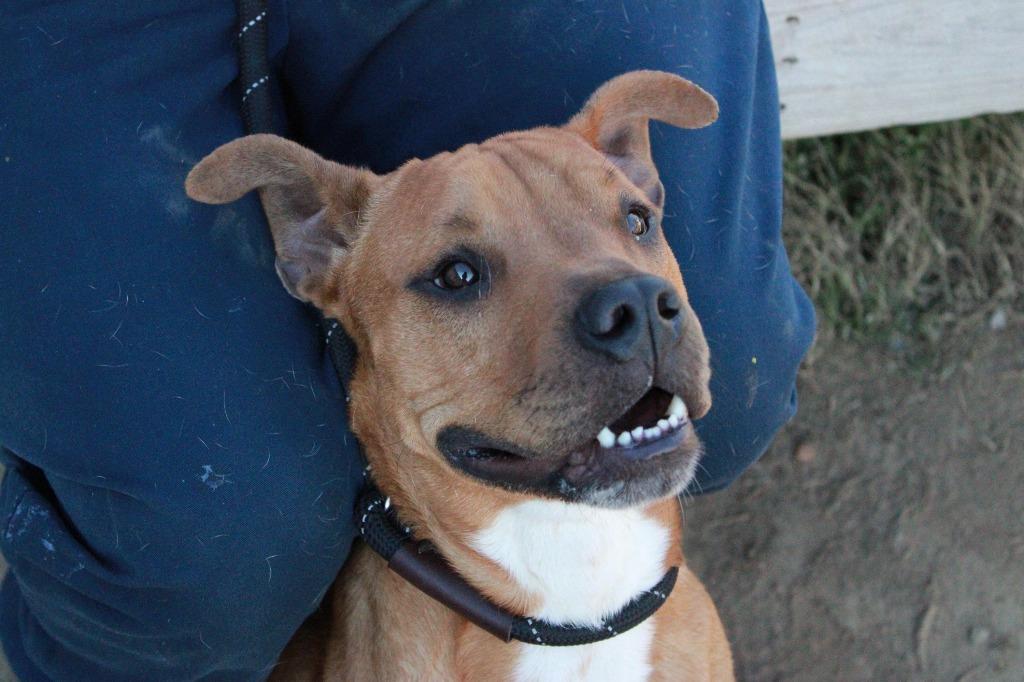 Enlarge Scrappy - Doo, a Adoptable mixed breed in Dyersburg, TN image 2/4