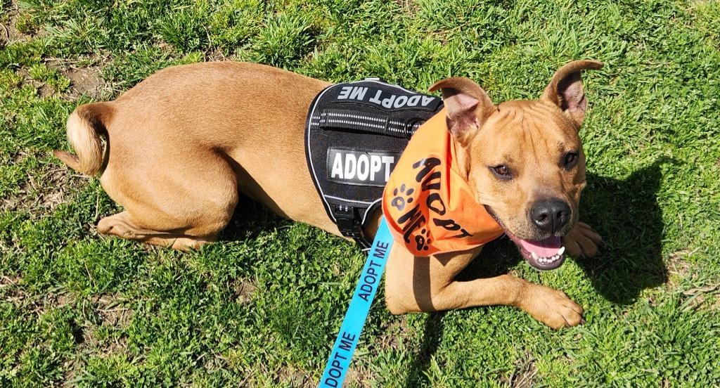 Enlarge Scrappy - Doo, a Adoptable mixed breed in Dyersburg, TN image 4/6