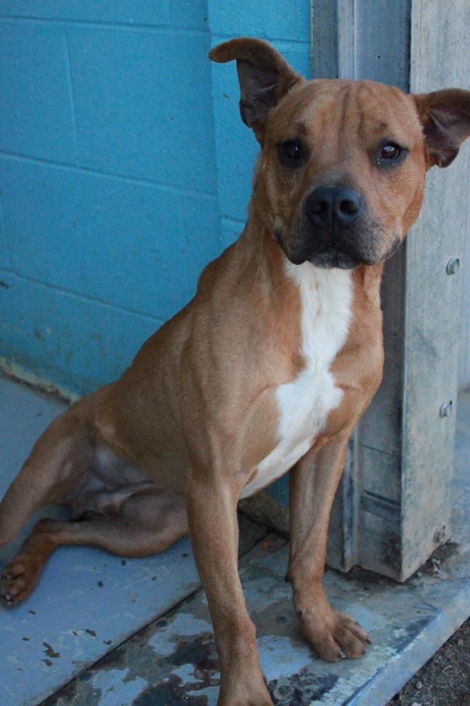 Enlarge Scrappy - Doo, a Adoptable mixed breed in Dyersburg, TN image 3/4