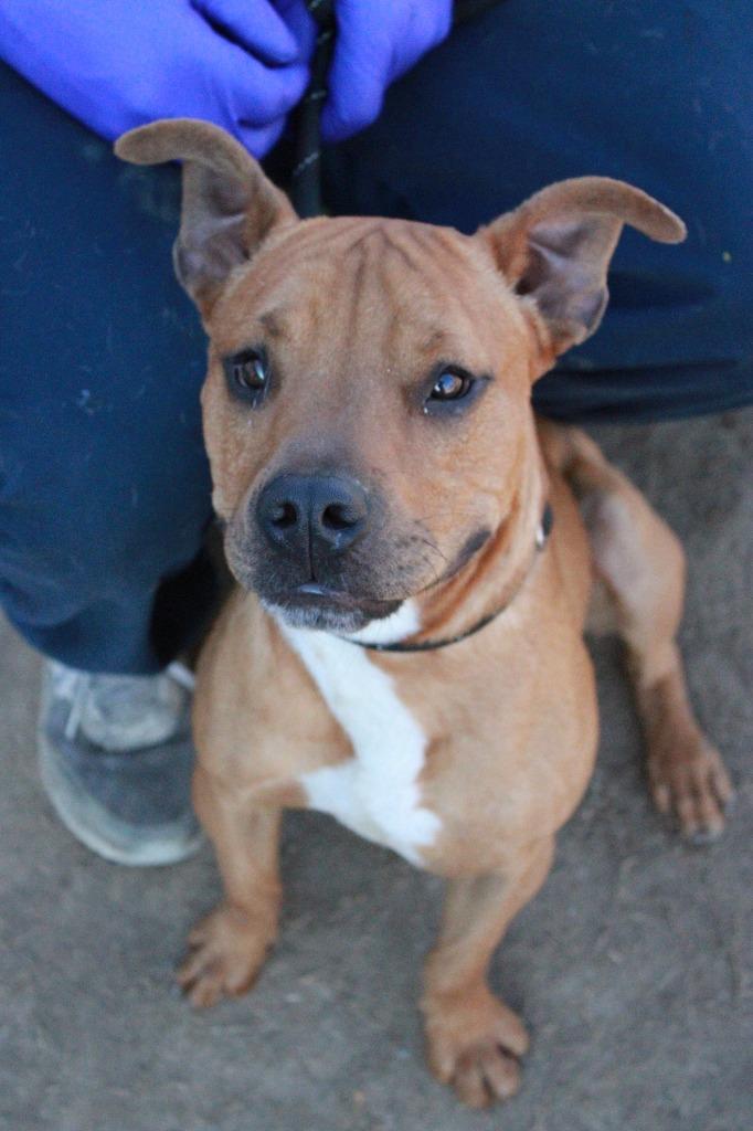 Enlarge Scrappy - Doo, a Adoptable mixed breed in Dyersburg, TN image 4/4