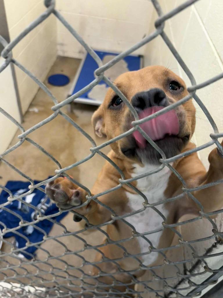 Scrappy - Doo, Adoptable, Young Male Mixed Breed.