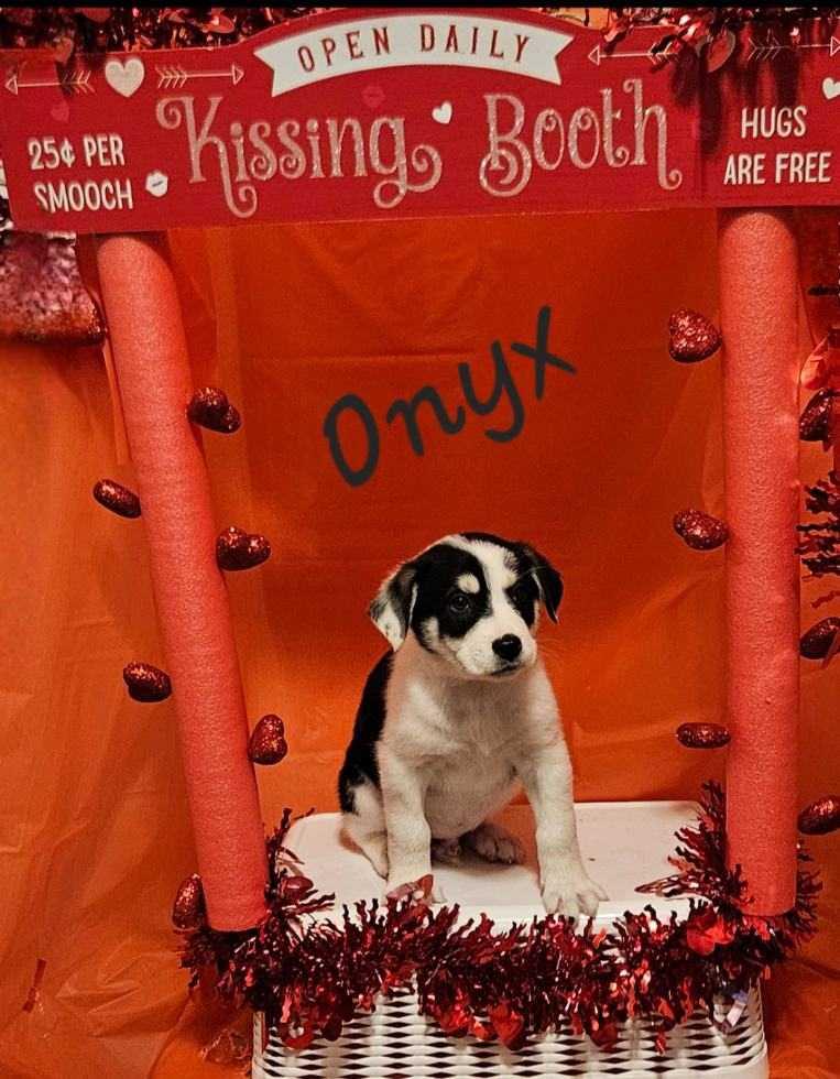 Enlarge Onyx, a Adopted mixed breed in Waterloo, IA image 1/1