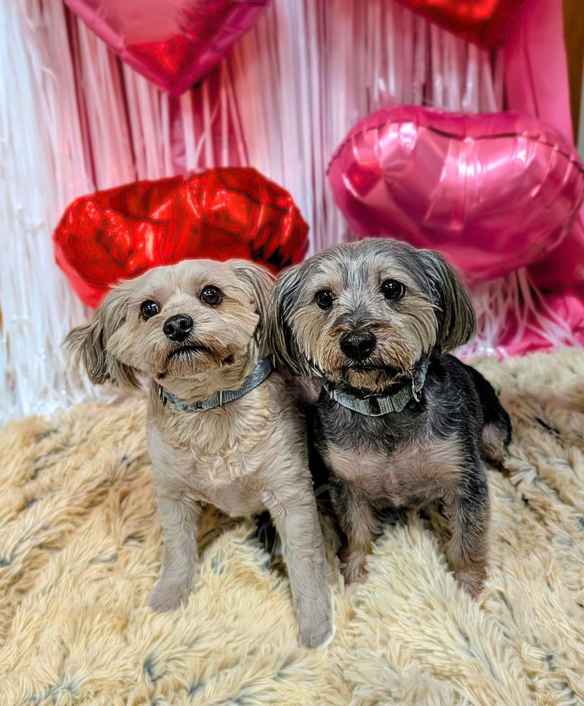 Gus, Adoptable, Adult Male Poodle & Dachshund.