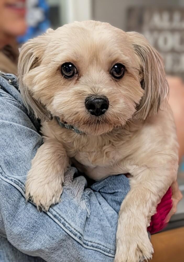 Enlarge Gus, a Adoptable mixed breed in Frankfort, NY image 2/2