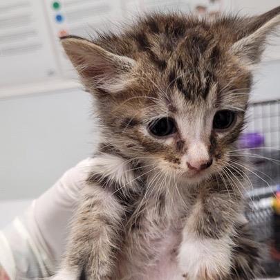 Enlarge Bella, a Adoptable Domestic Short Hair in Los Angeles, CA image 1/1