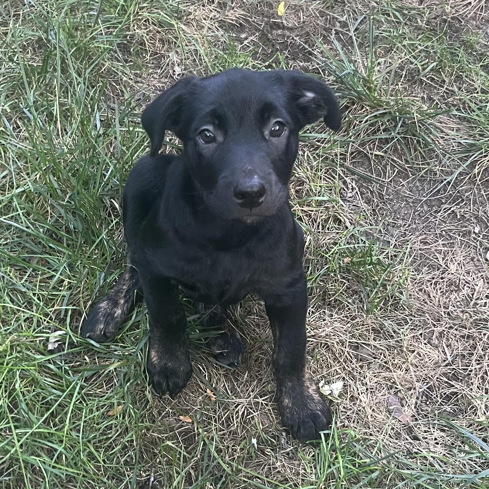 Knox, a Adopted mixed breed in Barrie, ON image 1/6