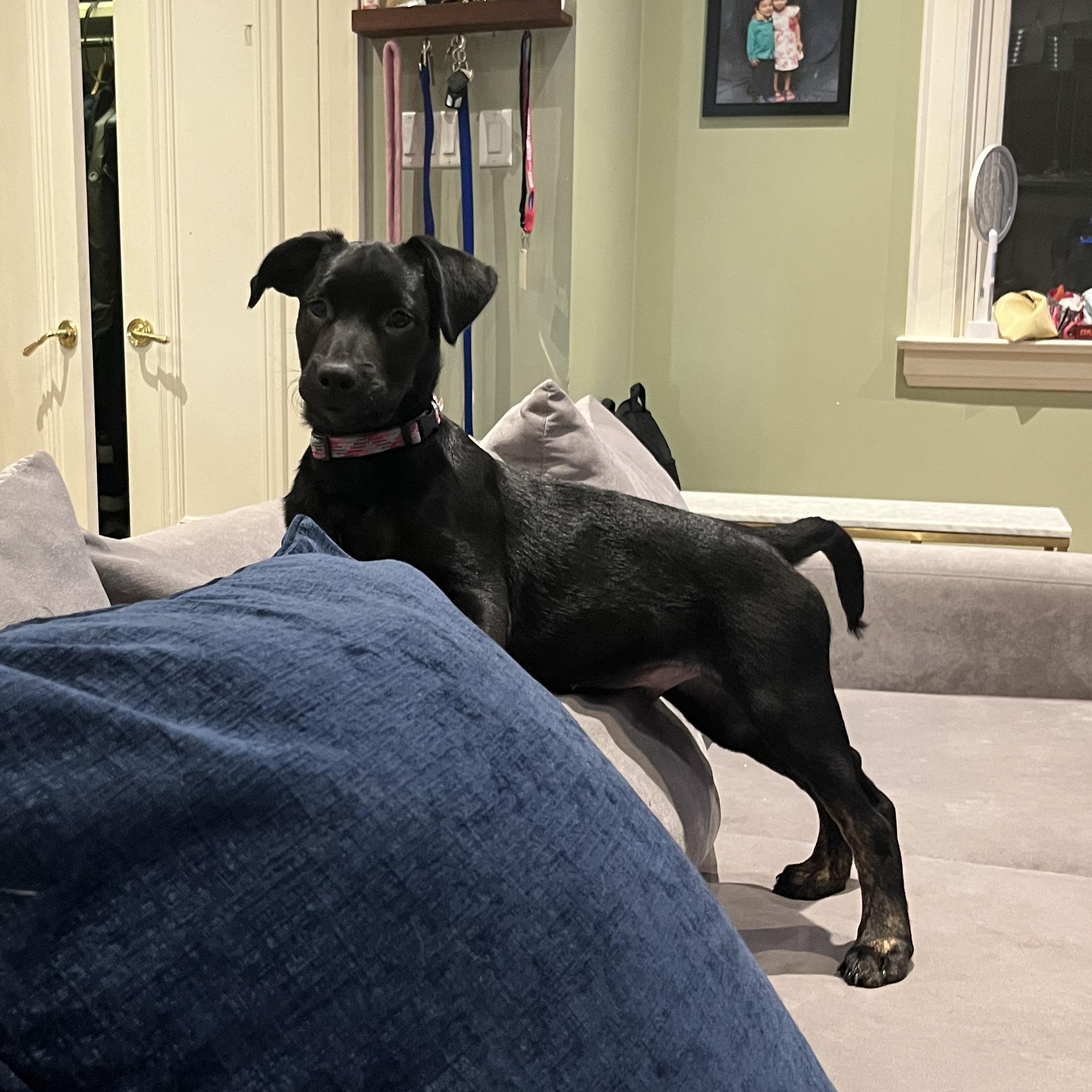 Knox, a Adopted mixed breed in Barrie, ON image 4/6