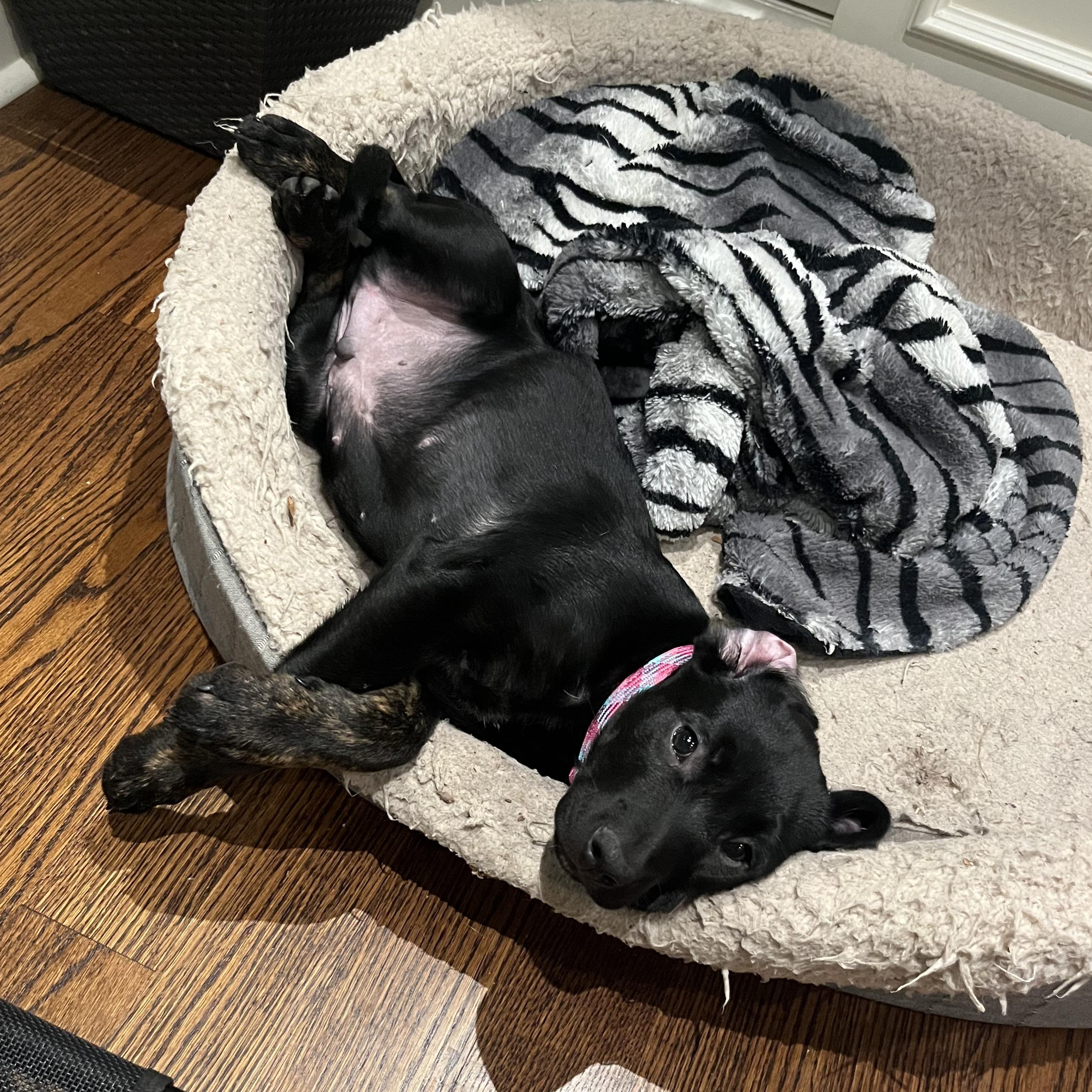 Knox, a Adopted mixed breed in Barrie, ON image 6/6