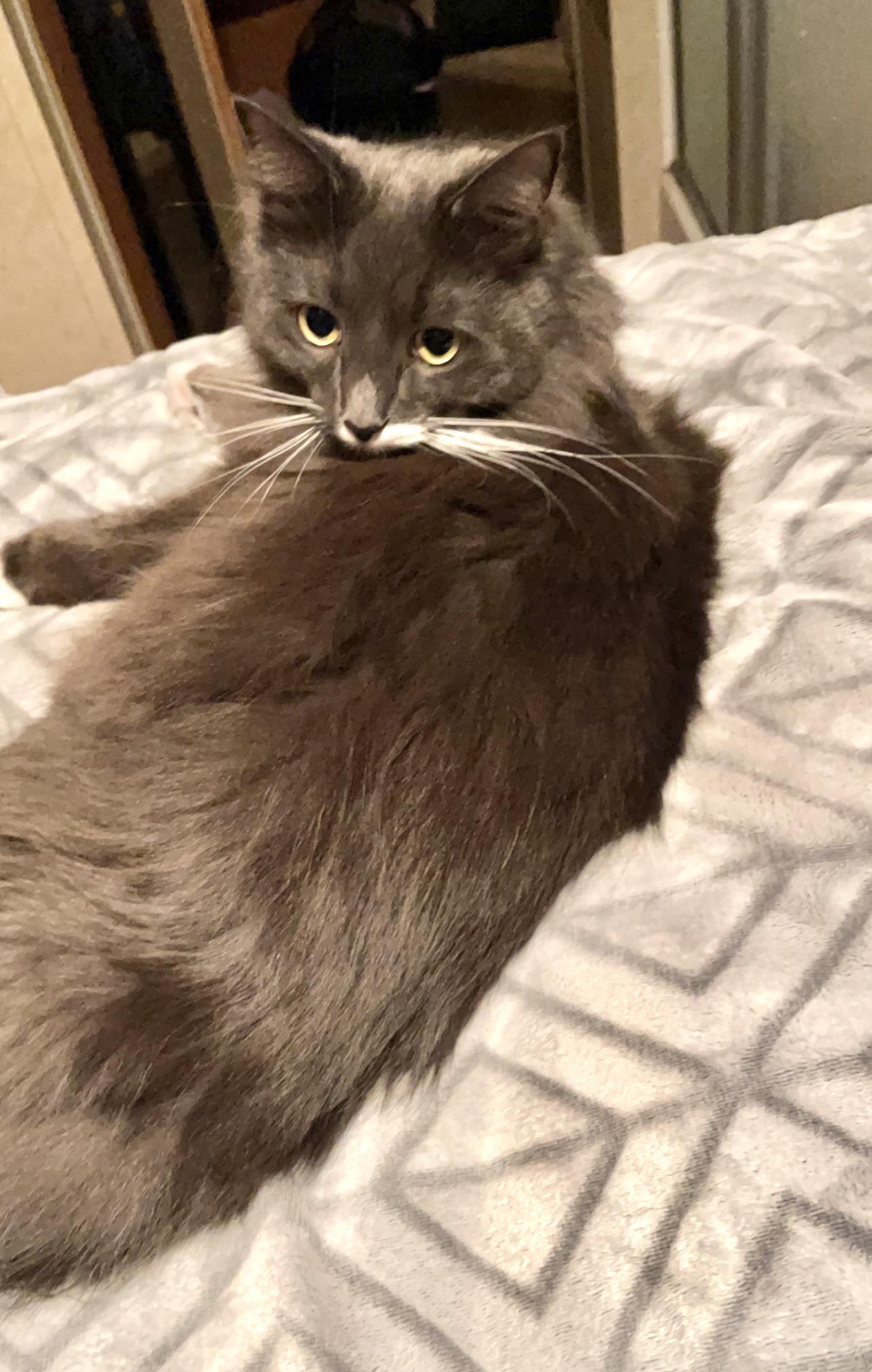 Boots (LONG Fur) SUPPLIES included -, a ADOPTABLE Domestic Long Hair in Port Orange, FL image 4/6