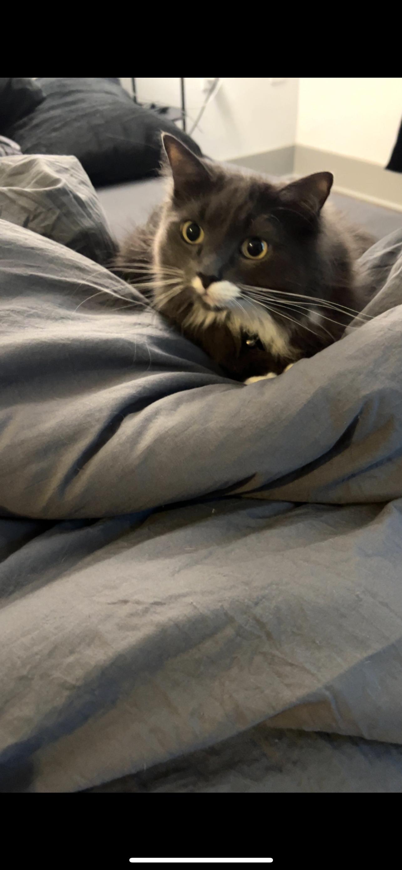 Boots (LONG Fur) SUPPLIES included -, a ADOPTABLE Domestic Long Hair in Port Orange, FL image 3/6