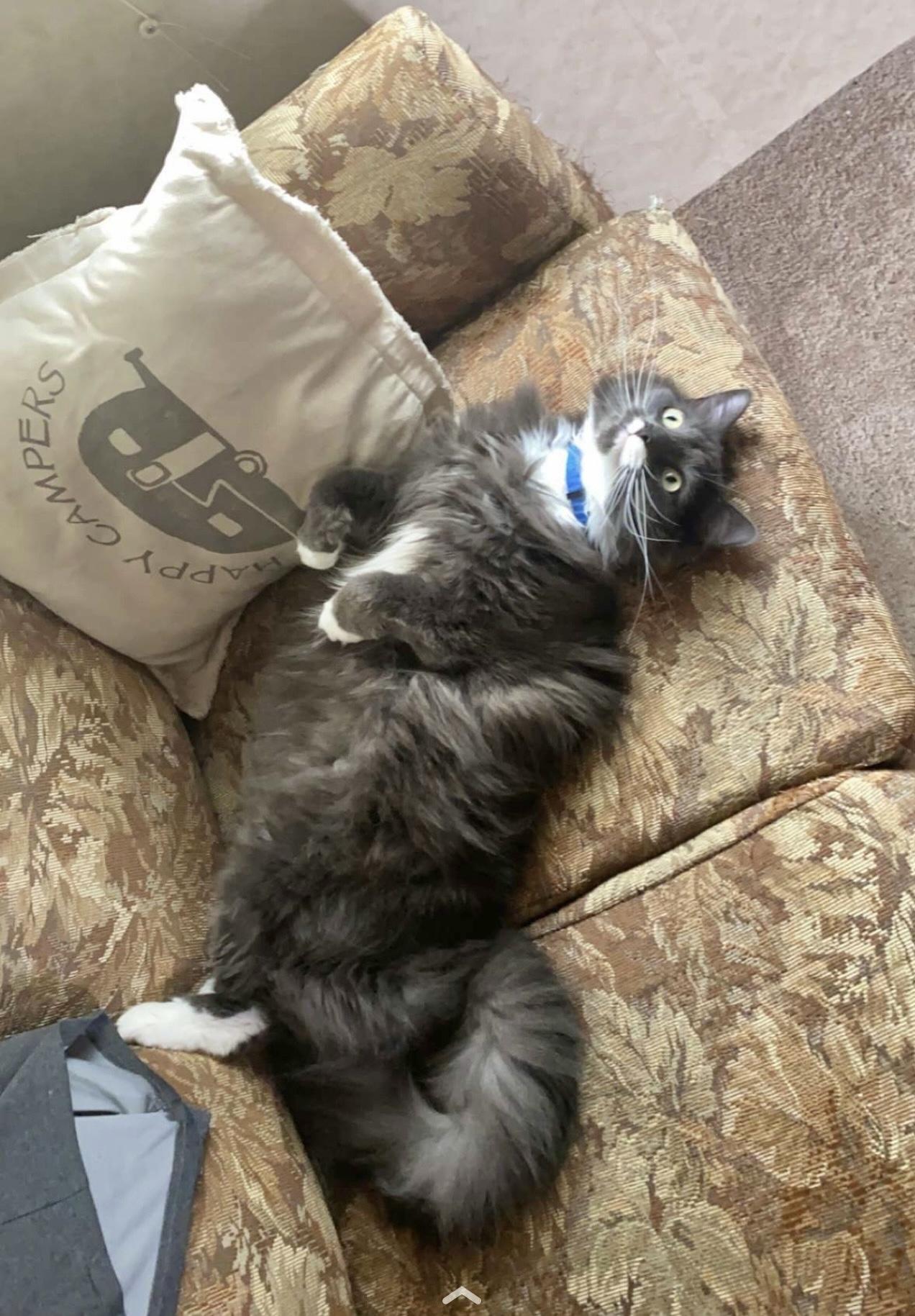 Boots (LONG Fur) SUPPLIES included -, ADOPTABLE, Adult Male Domestic Long Hair.