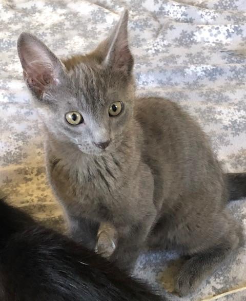 Enlarge Little Ms. Bossy Pants, an adopted mixed breed in Eagle Point, OR image 3/6