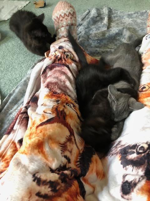 Enlarge Little Ms. Bossy Pants, an adopted mixed breed in Eagle Point, OR image 6/6