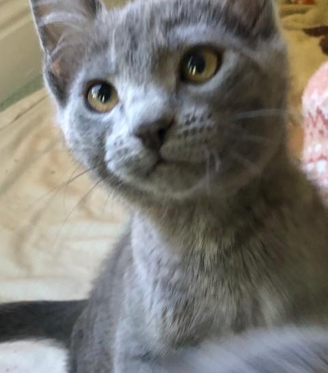 Little Ms. Bossy Pants, adopted, Kitten Female Domestic Short Hair & Russian Blue.