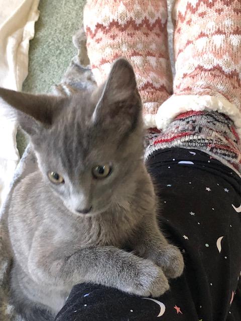 Enlarge Little Ms. Bossy Pants, an adopted mixed breed in Eagle Point, OR image 2/6