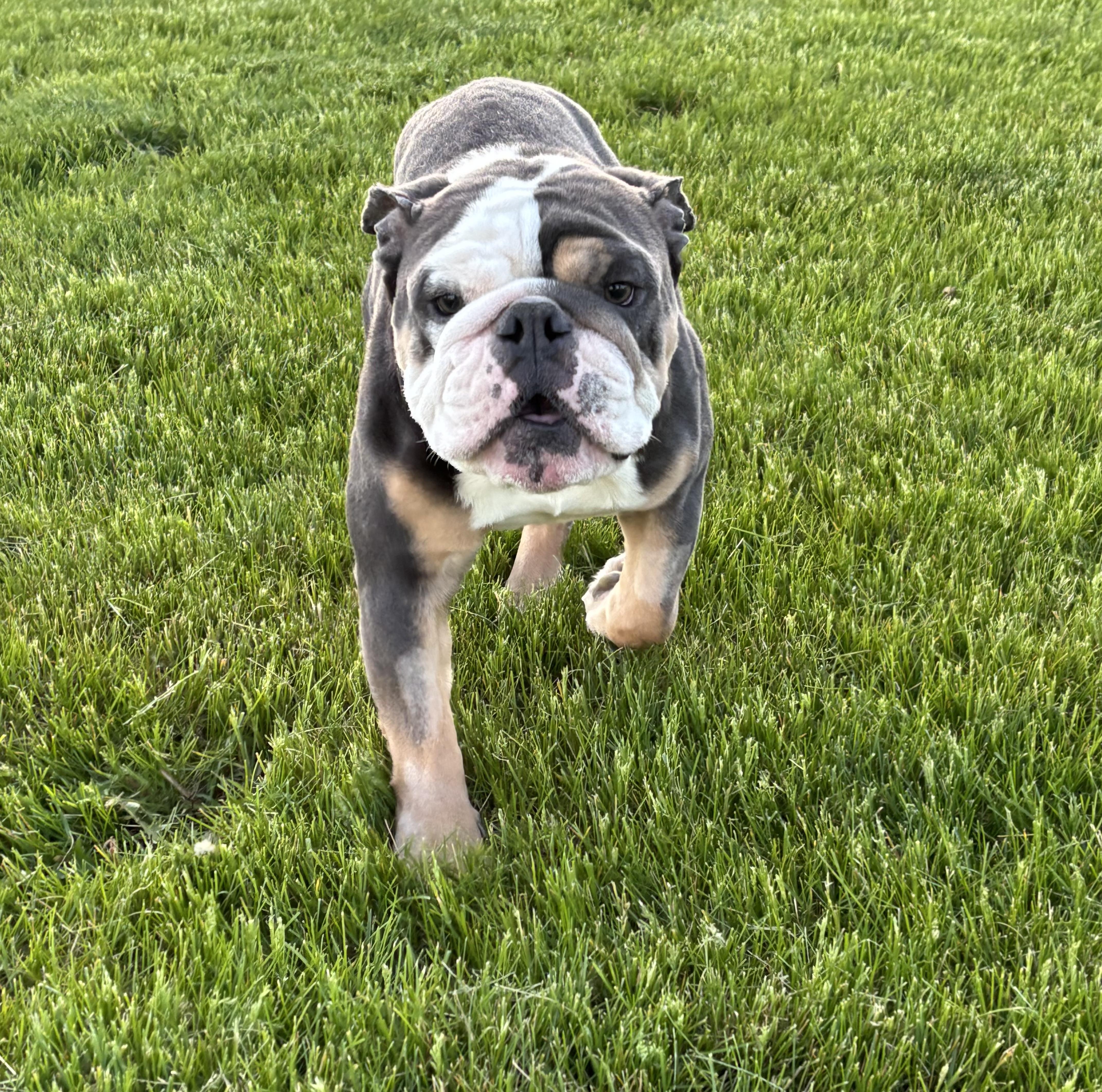 Bruno, a Adopted English Bulldog in Belmar, NJ image 1/4