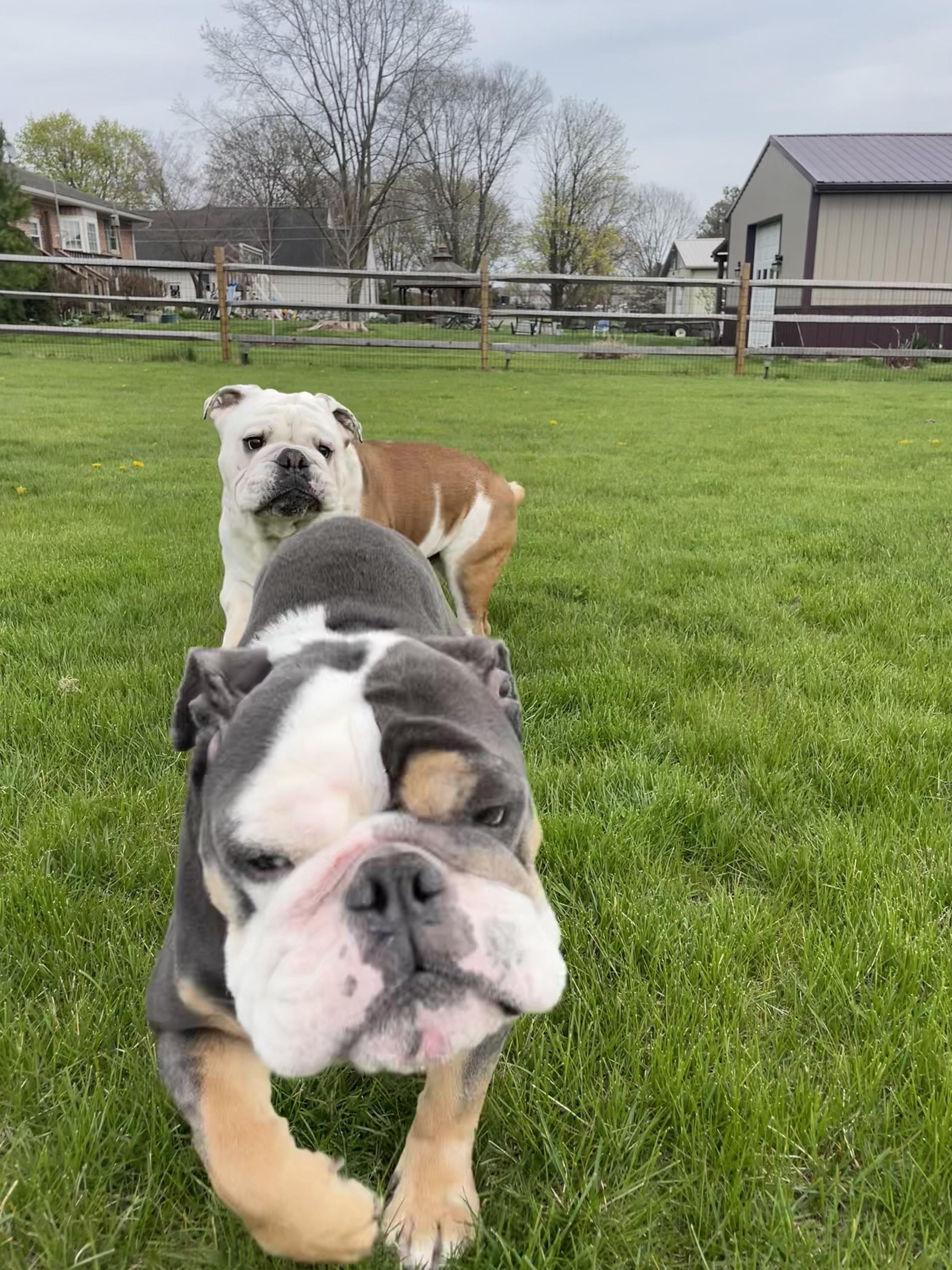Bruno, a Adopted English Bulldog in Belmar, NJ image 3/4