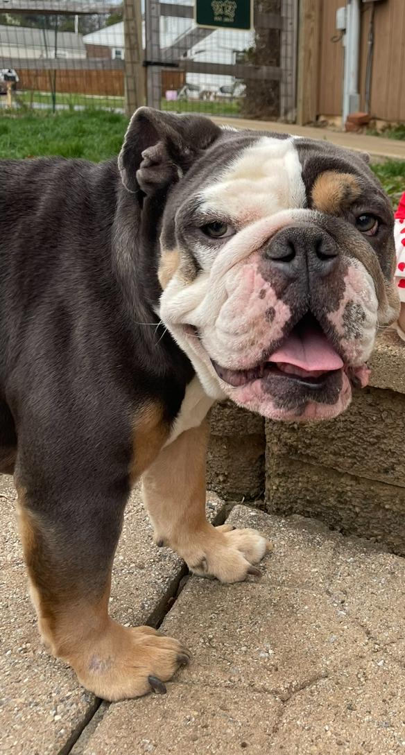 Bruno, a Adopted English Bulldog in Belmar, NJ image 4/4