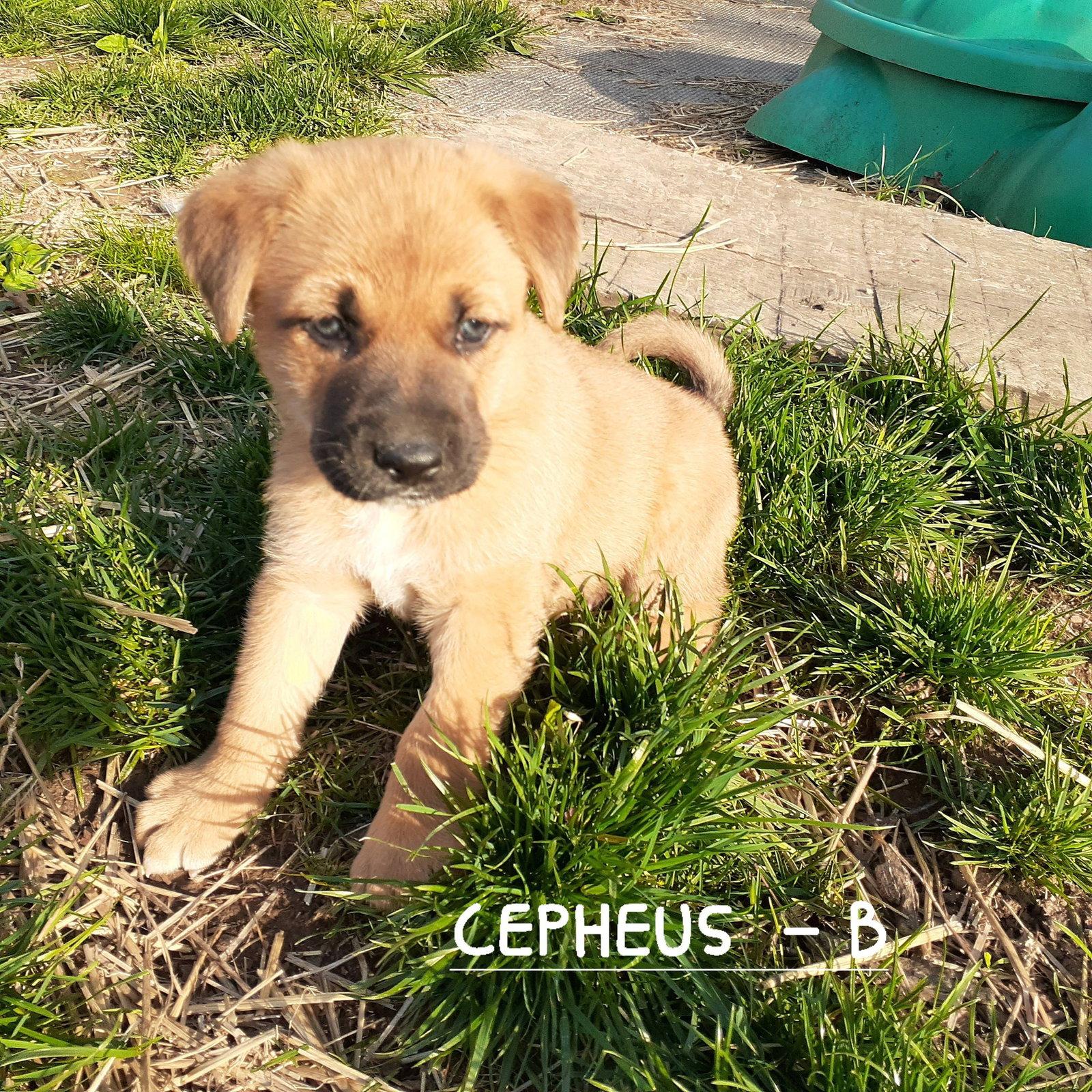Cepheus, Adoptable, Puppy Male German Shepherd Dog & Labrador Retriever.