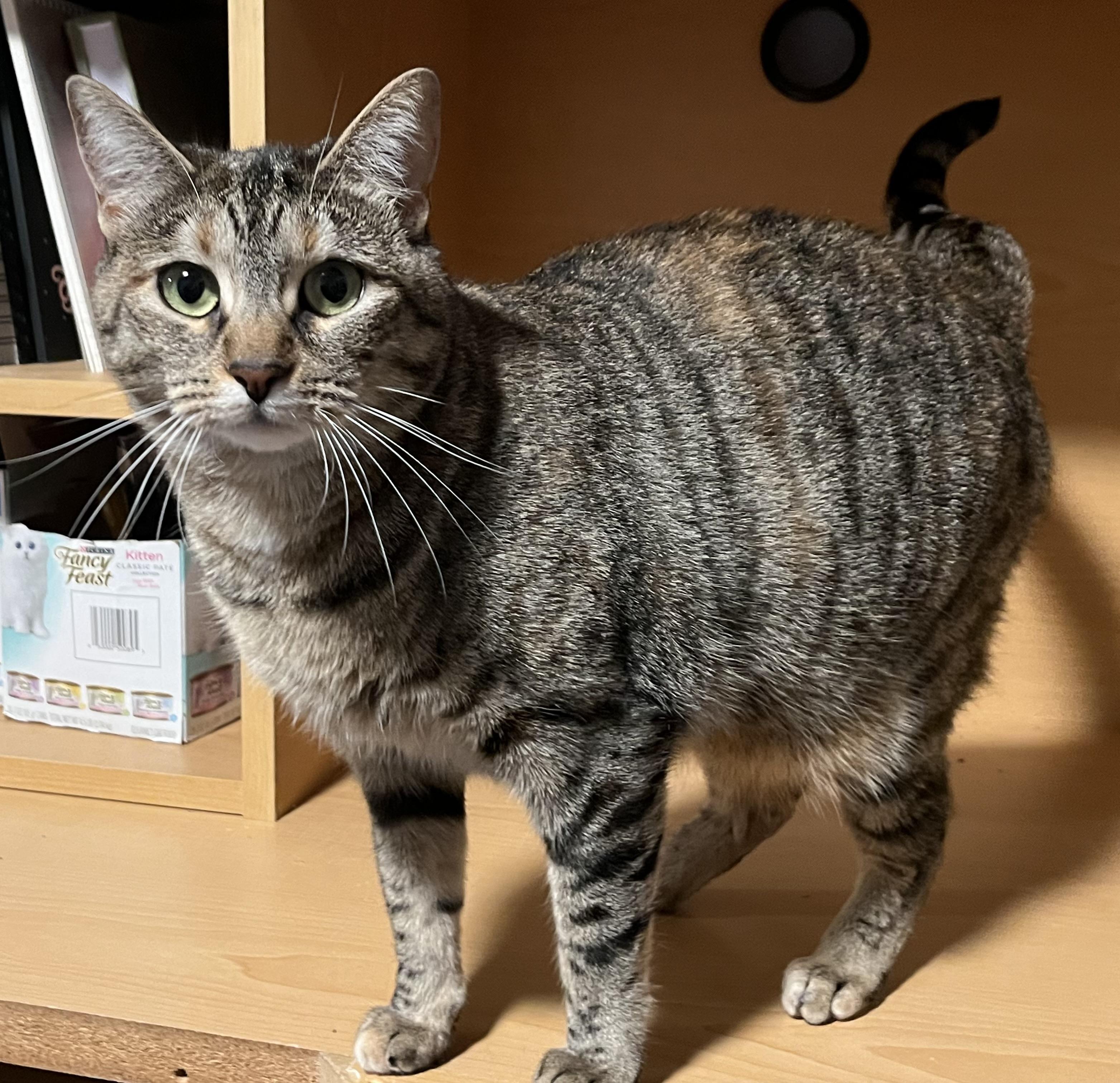 Momma Fruit, Adoptable, Adult Female Tabby.