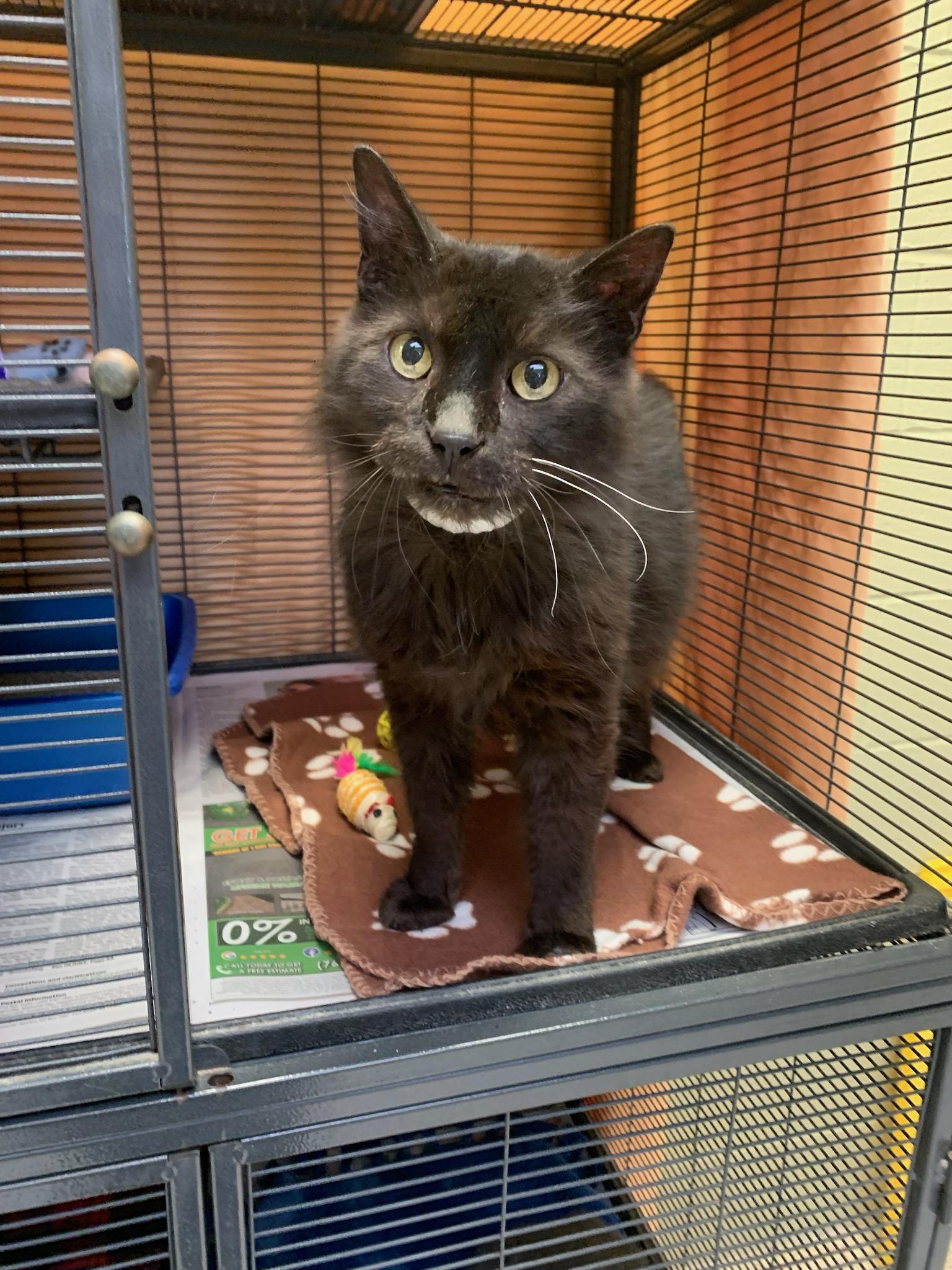 Enlarge Freddy, a Adoptable Domestic Short Hair in Muncie, IN image 1/1